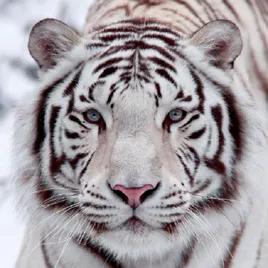 White Tiger