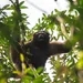 Didn't Get A Valentine's Love Song? These Skywalker Gibbons Sing Love Duets