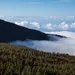 To Figure Out The Future Climate, Scientists Are Researching How Trees Form Clouds